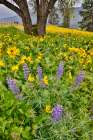 USA, Washington State, Lyle. Oak trees with balsamroot and lupine Art Print